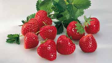 Erdbeeren